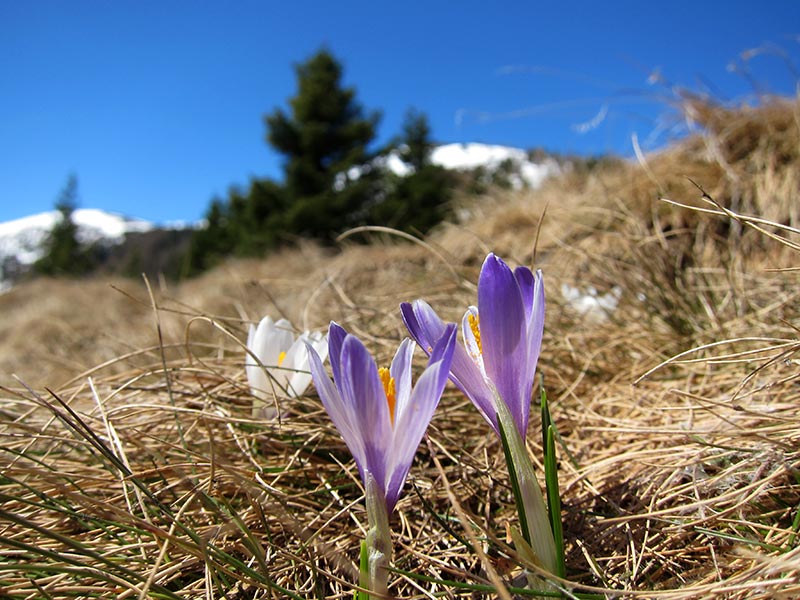 Krokus